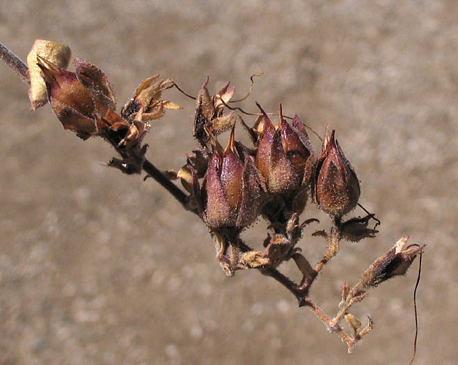 Detailed Picture 6 of Keckiella cordifolia