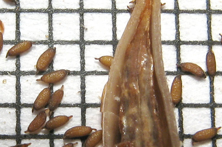 Detailed Picture 10 of Diplacus longiflorus