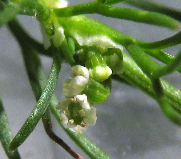 Detailed Picture 3 of Cyclospermum leptophyllum