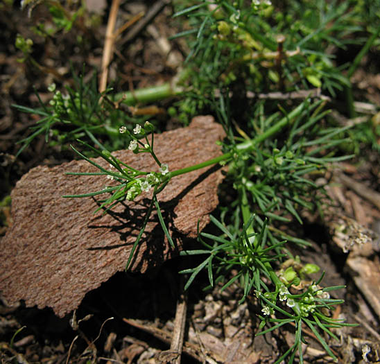 Detailed Picture 7 of Cyclospermum leptophyllum