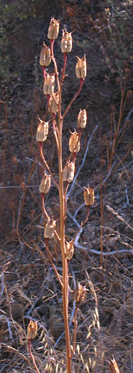 Detailed Picture 8 of Delphinium cardinale