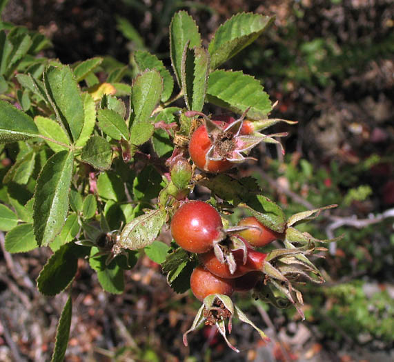 Detailed Picture 5 of Rosa californica