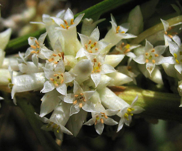 Detailed Picture 3 of Cuscuta subinclusa