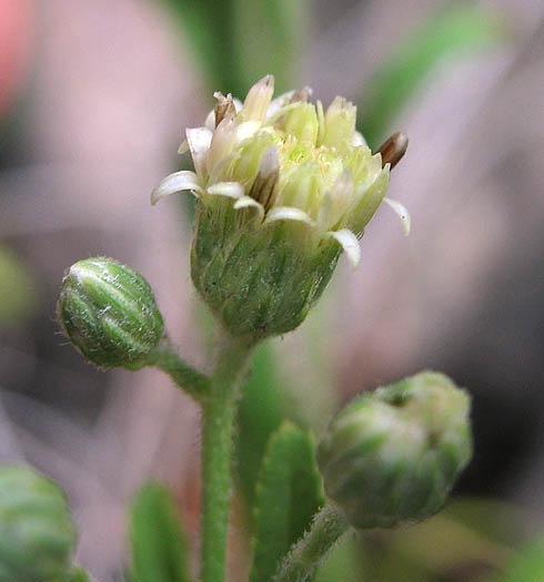 Detailed Picture 1 of Baccharis plummerae ssp. plummerae