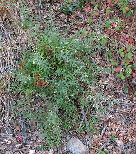 Detailed Picture 5 of Baccharis plummerae ssp. plummerae