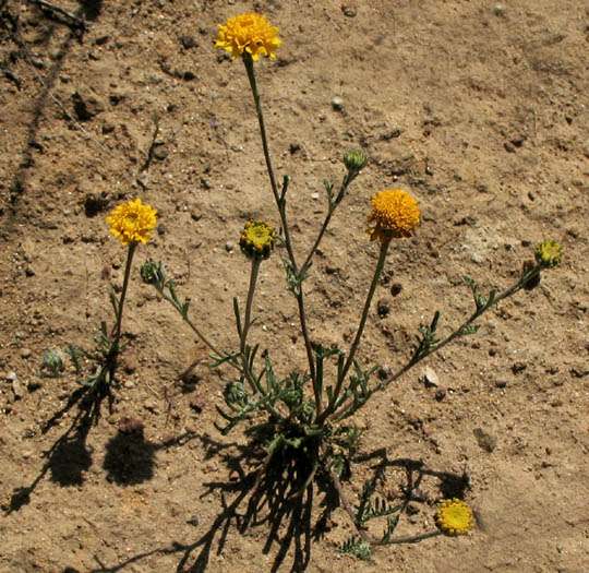 Detailed Picture 4 of Chaenactis glabriuscula var. glabriuscula