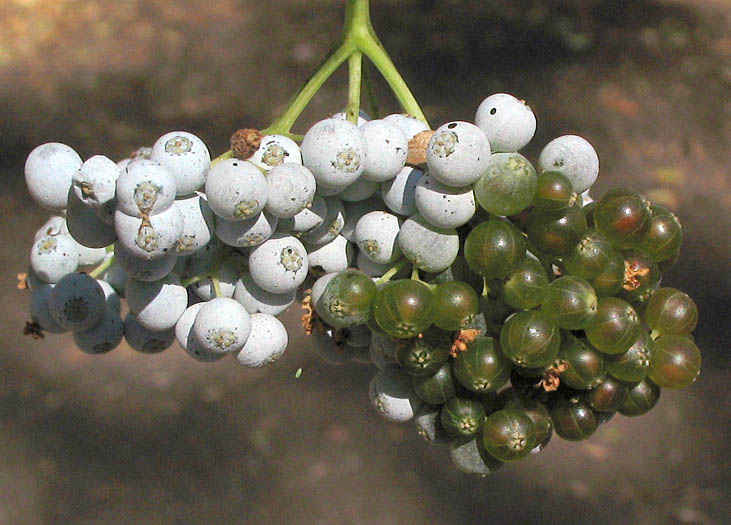 Detailed Picture 7 of Sambucus mexicana