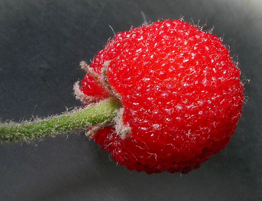 Detailed Picture 5 of Comarostaphylis diversifolia ssp. planifolia