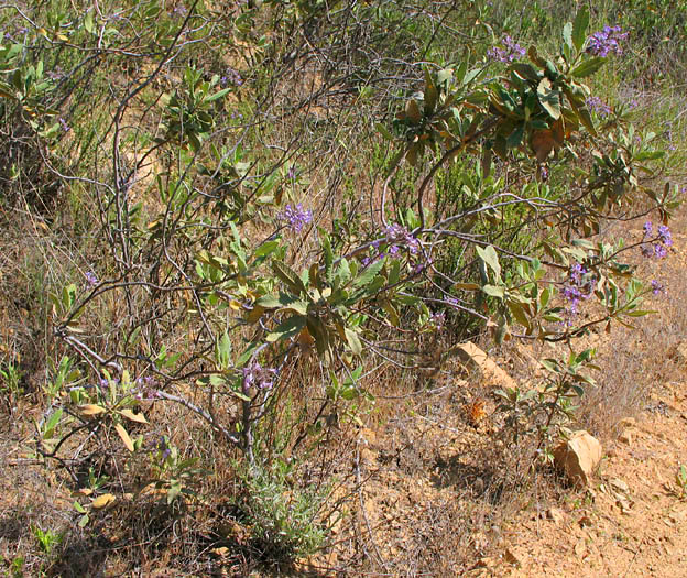 Detailed Picture 6 of Eriodictyon crassifolium var. nigrescens