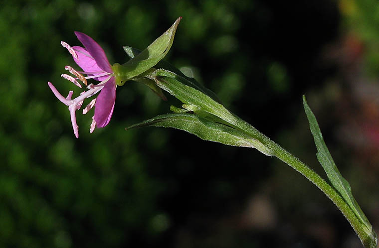 Detailed Picture 3 of Oenothera rosea