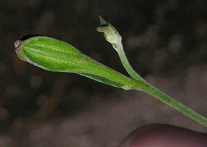 Detailed Picture 6 of Oenothera rosea