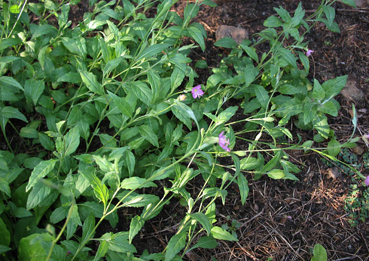 Detailed Picture 5 of Oenothera rosea