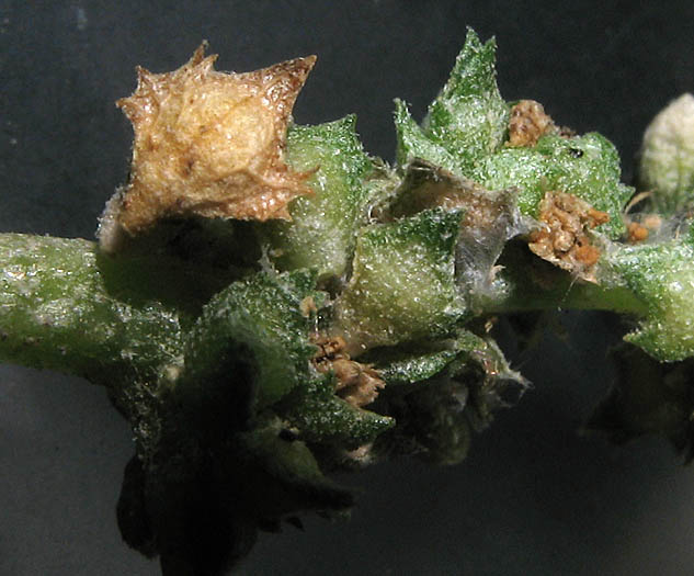 Detailed Picture 5 of Atriplex suberecta