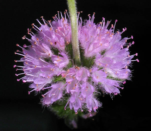 Detailed Picture 3 of Mentha pulegium