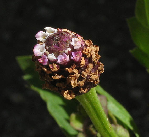 Detailed Picture 2 of Phyla lanceolata