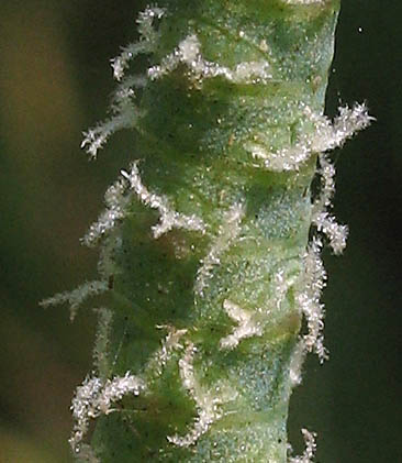 Detailed Picture 4 of Salicornia pacifica