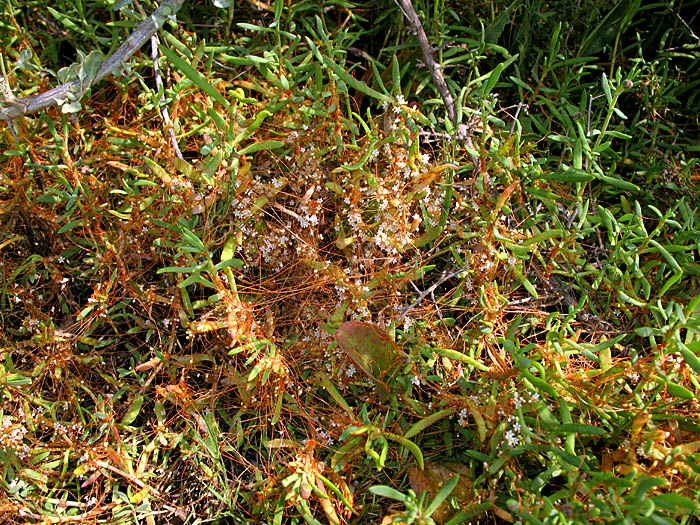 Detailed Picture 4 of Cuscuta pacifica var. pacifica