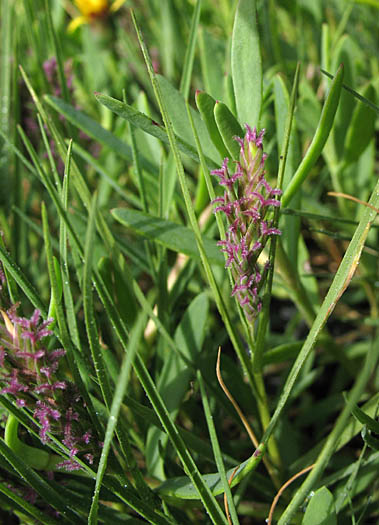 Detailed Picture 7 of Distichlis spicata