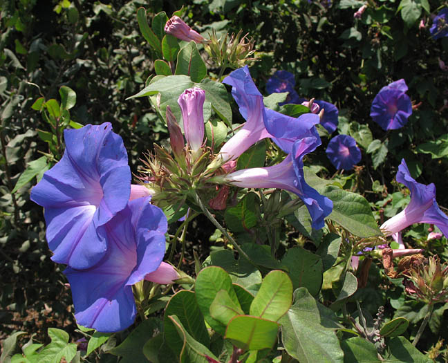 Detailed Picture 3 of Ipomoea indica