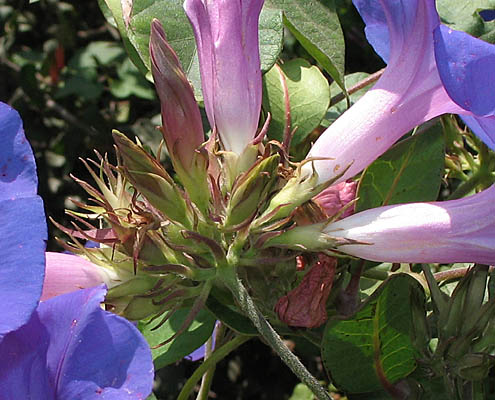 Detailed Picture 4 of Ipomoea indica