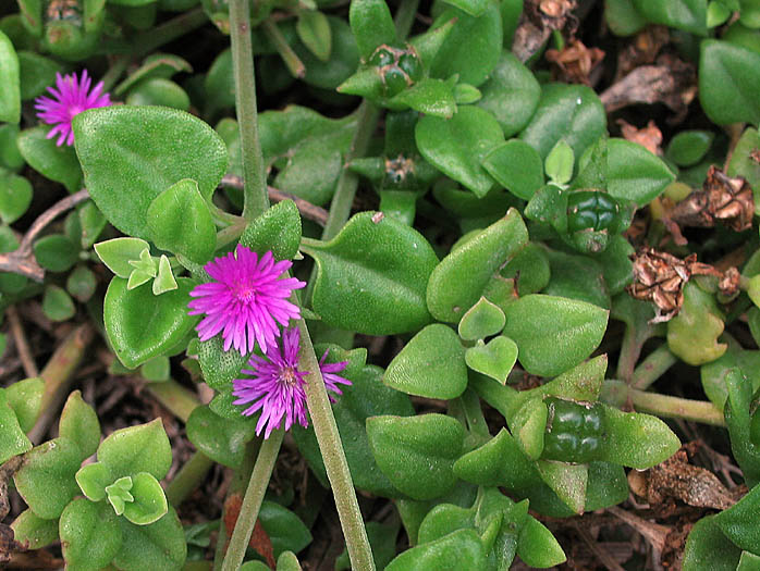 Detailed Picture 4 of Aptenia cordifolia