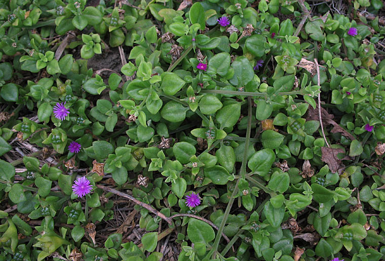 Detailed Picture 5 of Aptenia cordifolia