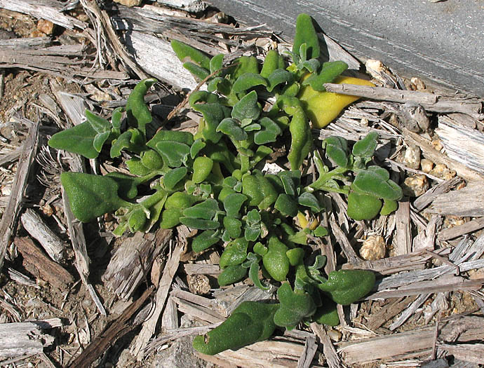 Detailed Picture 5 of Tetragonia tetragonioides