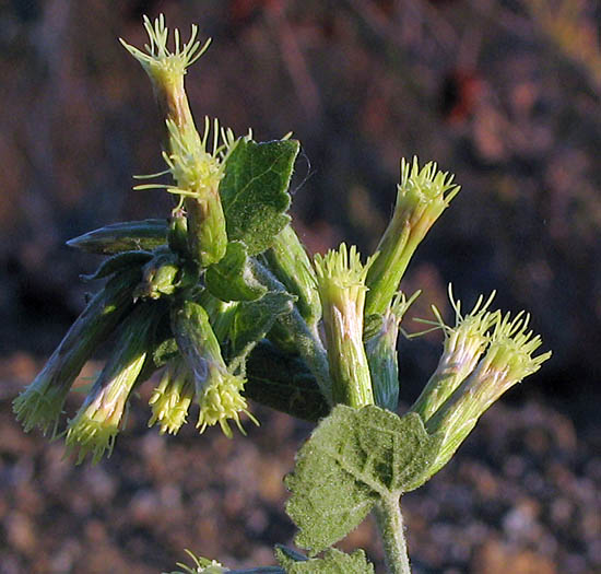 Detailed Picture 1 of Brickellia californica