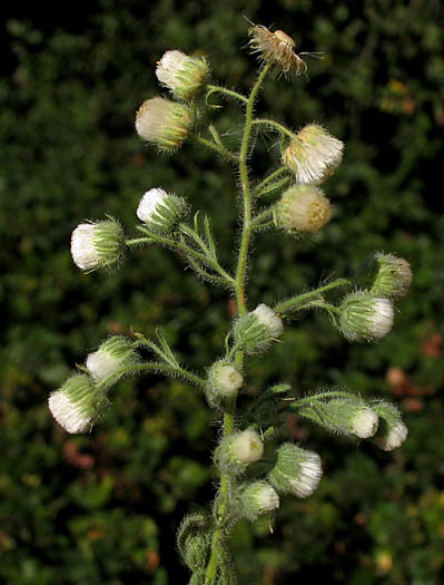 Detailed Picture 4 of Laennecia coulteri