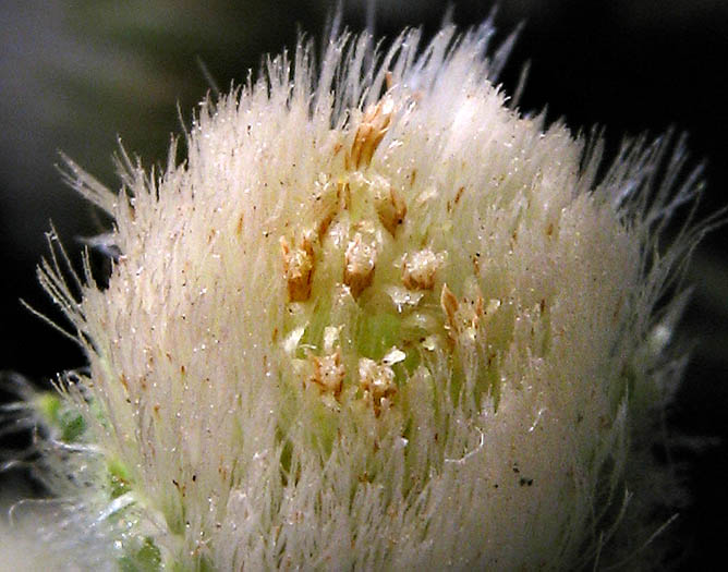 Detailed Picture 1 of Laennecia coulteri