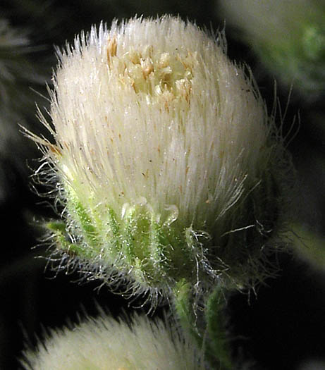 Detailed Picture 2 of Laennecia coulteri