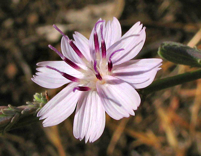 Detailed Picture 1 of Stephanomeria virgata