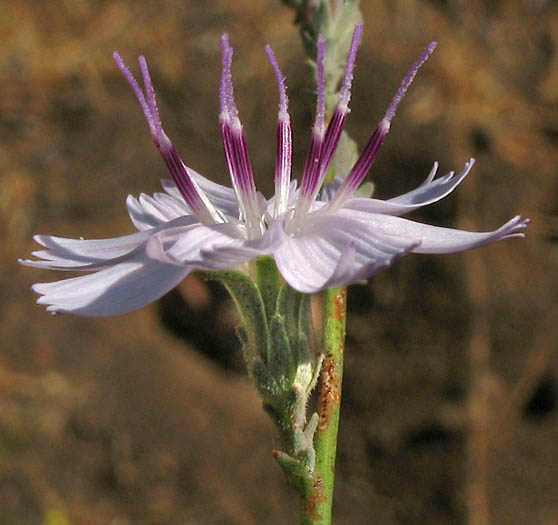 Detailed Picture 2 of Stephanomeria virgata