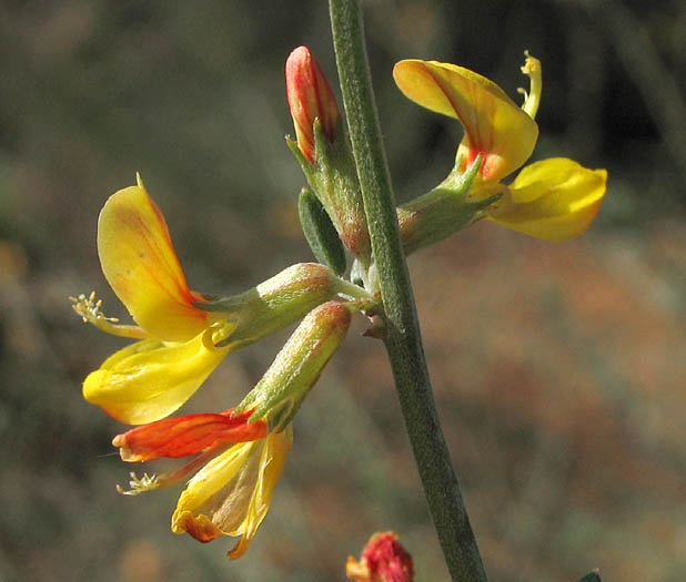 Detailed Picture 3 of Acmispon glaber