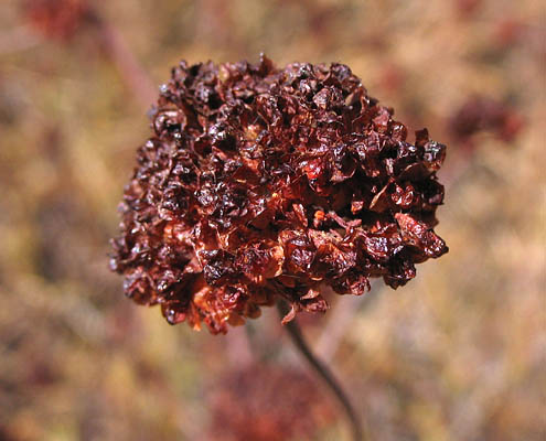 Detailed Picture 10 of Eriogonum fasciculatum var. foliolosum