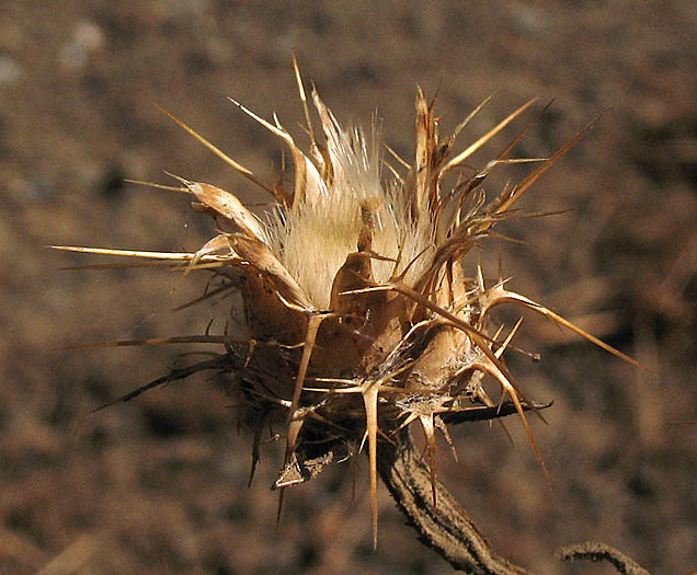 Detailed Picture 8 of Centaurea melitensis