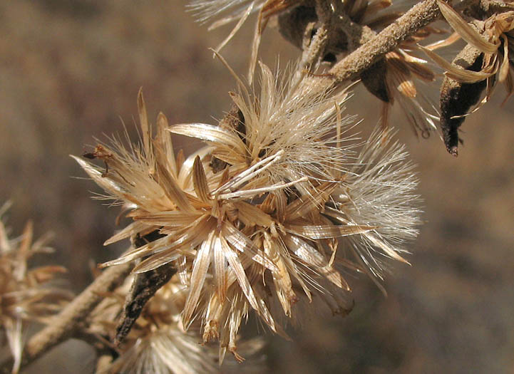 Detailed Picture 4 of Brickellia californica