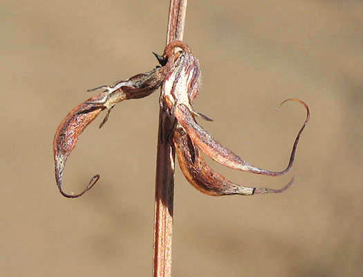 Detailed Picture 7 of Acmispon glaber