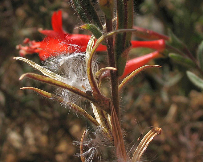 Detailed Picture 7 of Epilobium canum ssp. canum