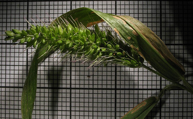 Detailed Picture 3 of Setaria adhaerens