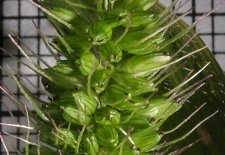 Detailed Picture 2 of Setaria adhaerens