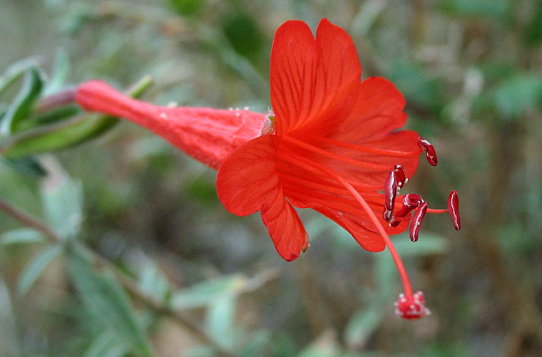 Detailed Picture 2 of Epilobium canum ssp. canum