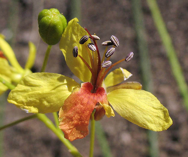 Detailed Picture 2 of Parkinsonia aculeata