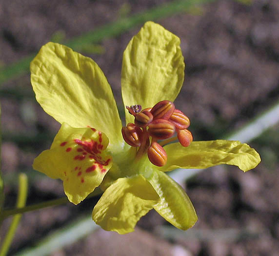 Detailed Picture 1 of Parkinsonia aculeata