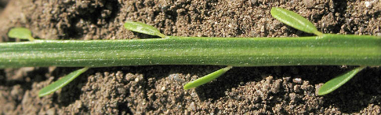 Detailed Picture 6 of Parkinsonia aculeata