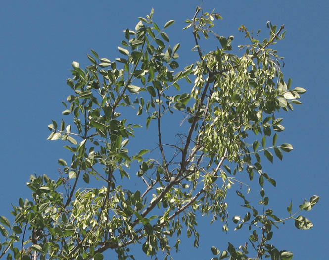 Detailed Picture 7 of Fraxinus dipetala