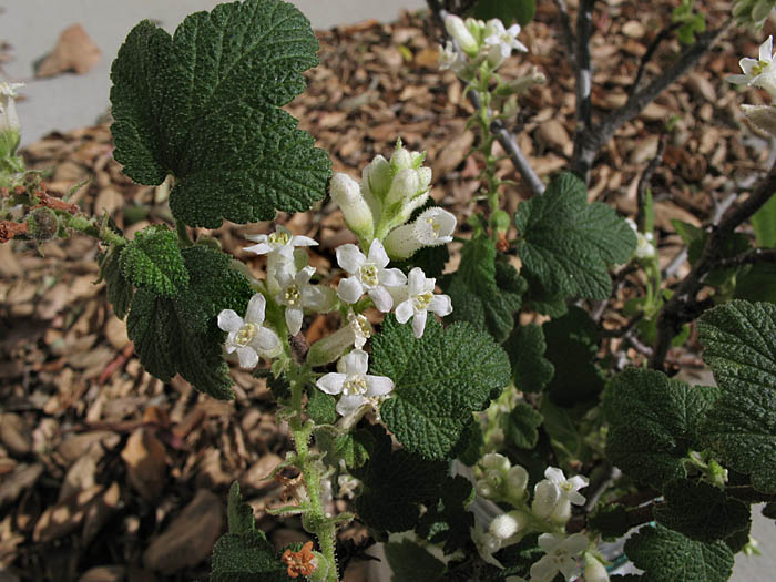 Detailed Picture 3 of Ribes indecorum