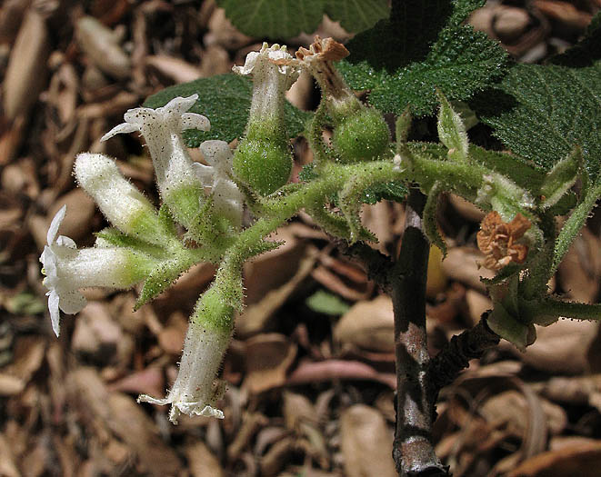 Detailed Picture 2 of Ribes indecorum