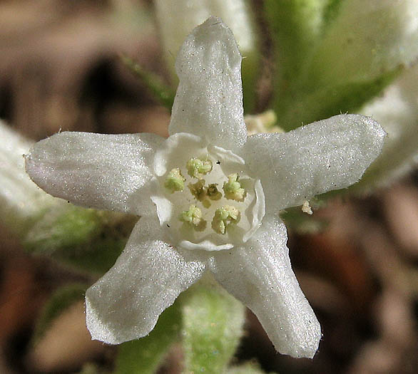 Detailed Picture 1 of Ribes indecorum