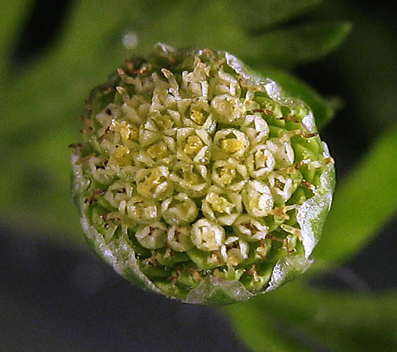 Detailed Picture 1 of Cotula australis